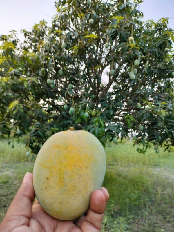 Saroli Mango Export Quality (Fast & Free TCS Delivery) - Image 2